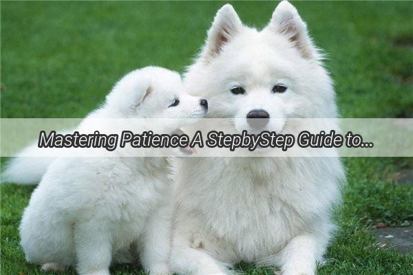 Mastering Patience A StepbyStep Guide to Training Your Dog to Wait at Meals